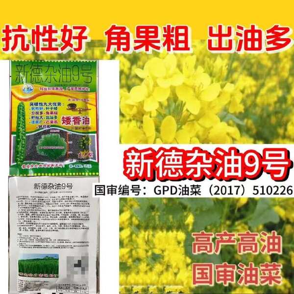 大籽矮杆抗伏倒油菜种子榨油抗病油菜籽种子耐寒油菜花种籽子