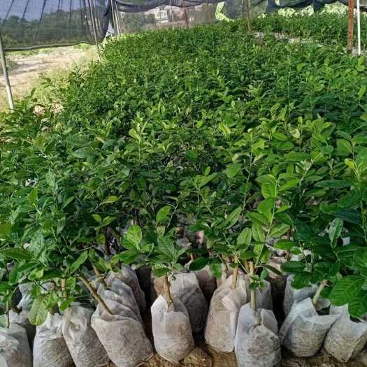廉江市广东无籽香水柠檬树苗