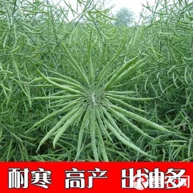 大籽矮杆抗伏倒油菜种子榨油抗病油菜籽种子耐寒油菜花种籽子