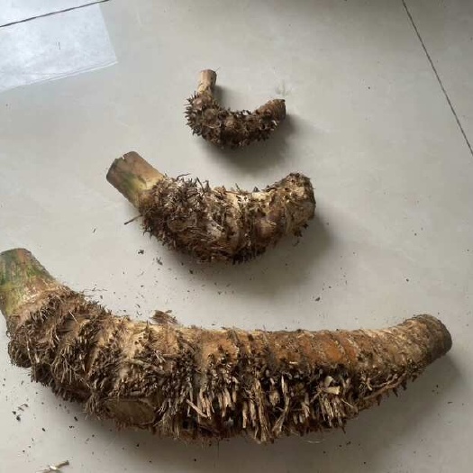 海南小叶簕竹大中小规格产地批发全国发货