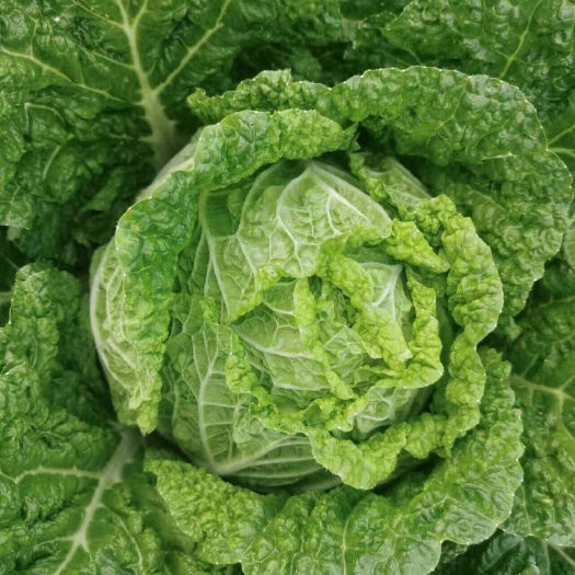 大白菜