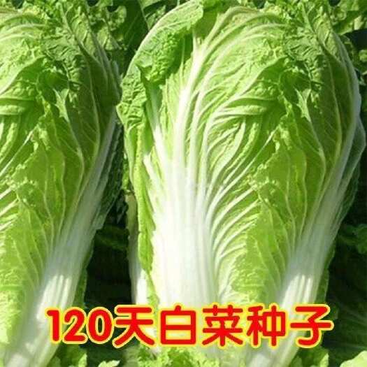 邵东市原装120天大白菜种子 丰抗120杂交白菜种子晚熟好吃秋播大