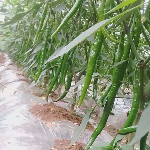 湄潭县贵州青苗货