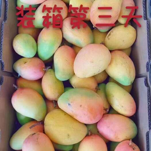 海口台农芒 小台农靓果一件代发详细706845482