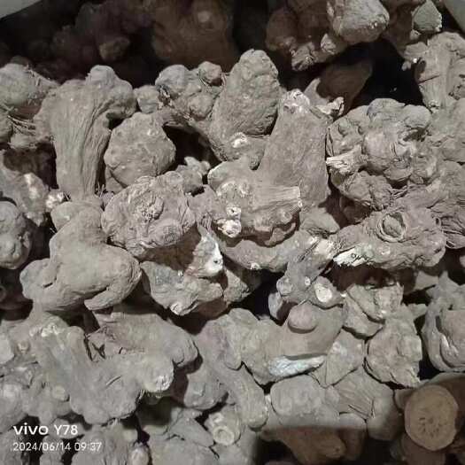 长沙白术