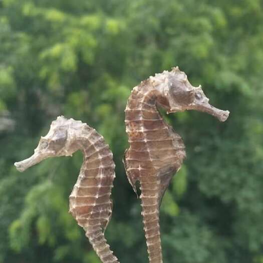海口海鱼10对如图约1克一条