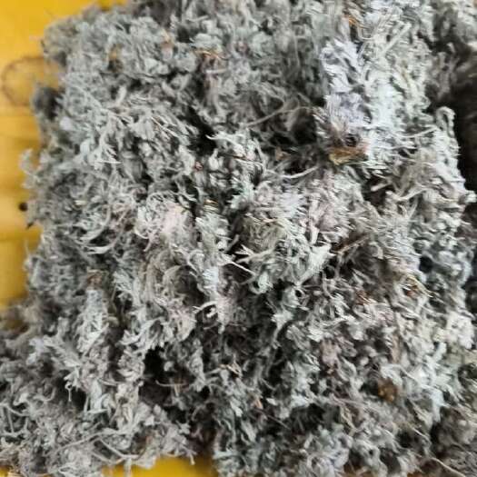 平邑县茵陈