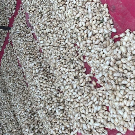 大茧，蚕茧，茧种，