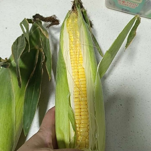 大城縣甜玉米，水果玉米
