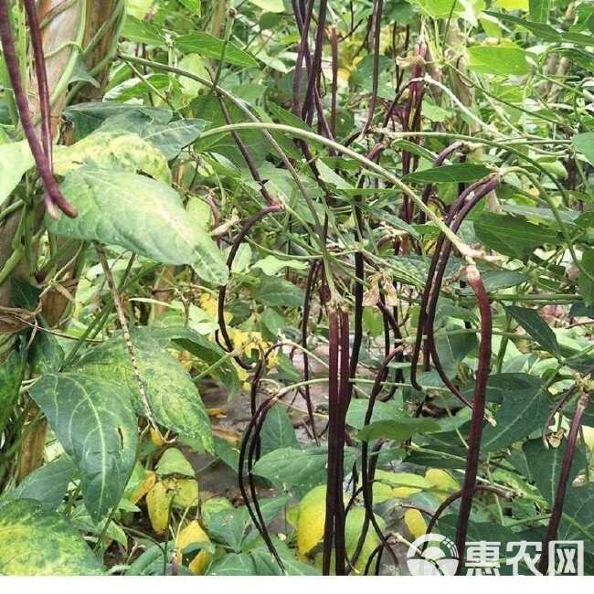 八月乌秋豆角种子紫红豇豆角春秋两用嘎嘎好吃农家老品种蔬菜籽