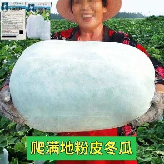 邵东市满地爬特大粉皮冬瓜种子大冬瓜种籽蔬菜种好吃肉厚不空心全国可种