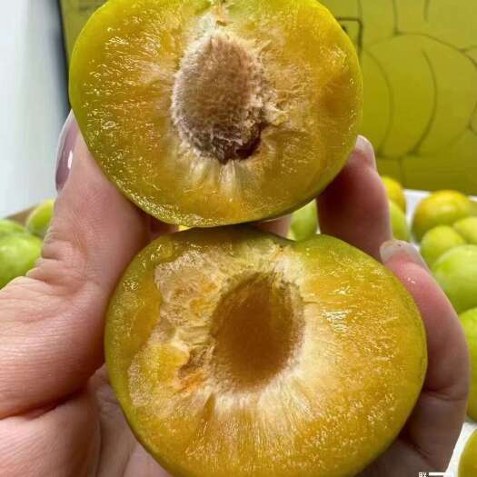  蜂糖李