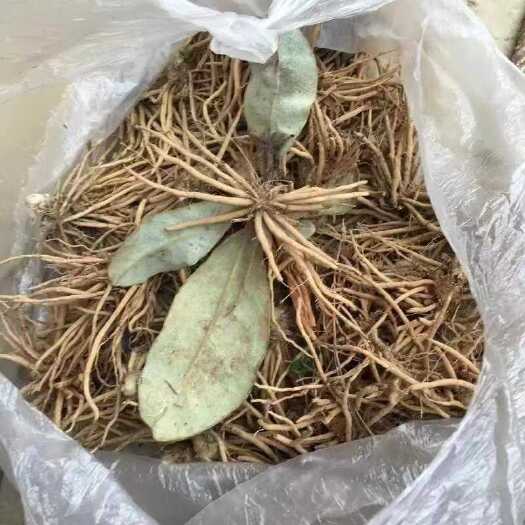 广南县白头翁，毛大丁，干货包邮