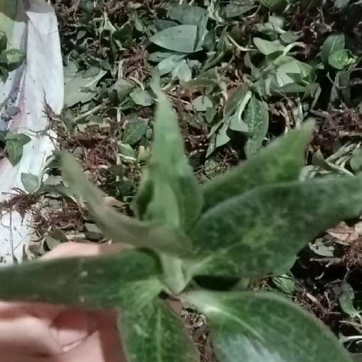 凤凰县斑叶兰鲜货干货