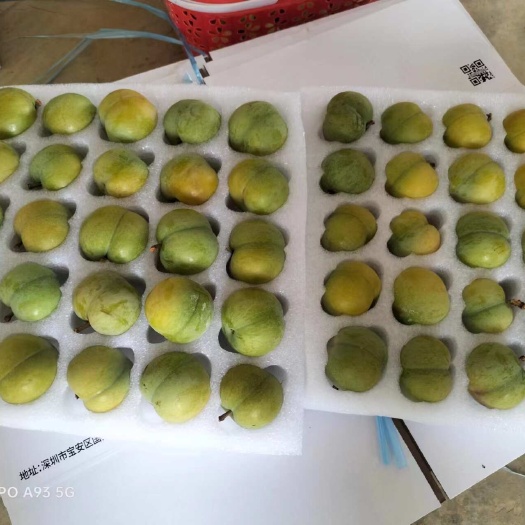 关岭县蜂糖李