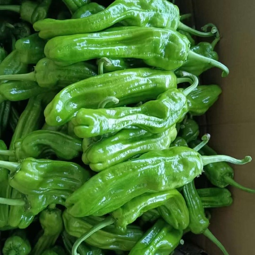 长阳县湖北 芜湖椒 薄皮青辣椒 批发量大价优 欢迎咨询