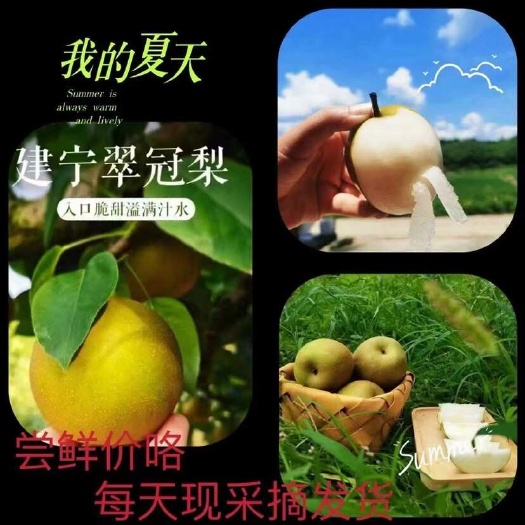 建宁县翠冠梨