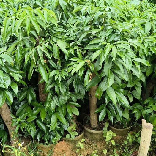 灵山县妃子笑高压荔枝苗3公分-8公分