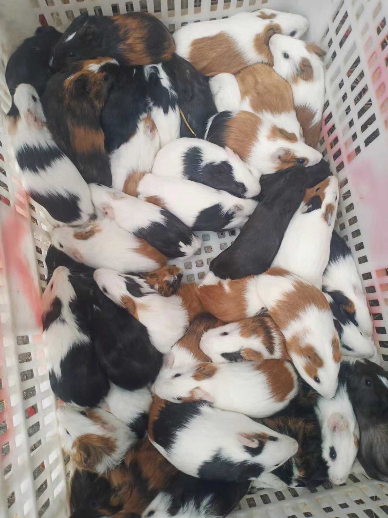 豚鼠荷兰鼠