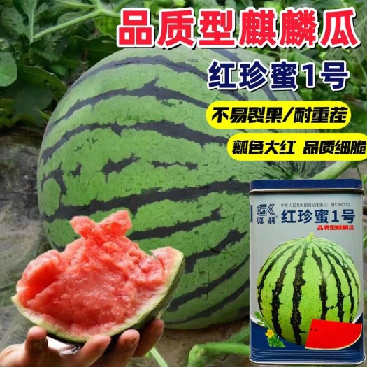 红珍蜜西瓜种子耐裂耐重茬西瓜种子