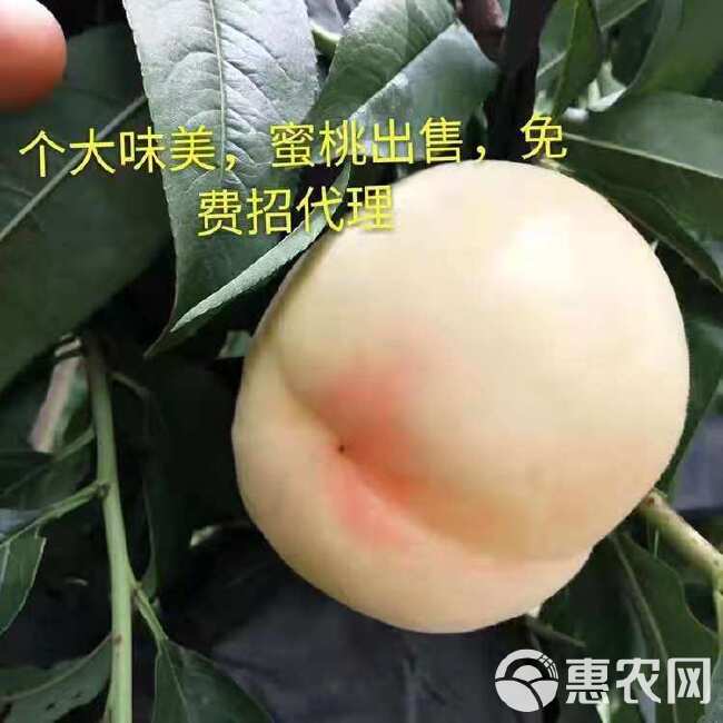 蒙阴白玉奶油白蜜桃脆甜爽口多汁新鲜包邮现摘现发整箱