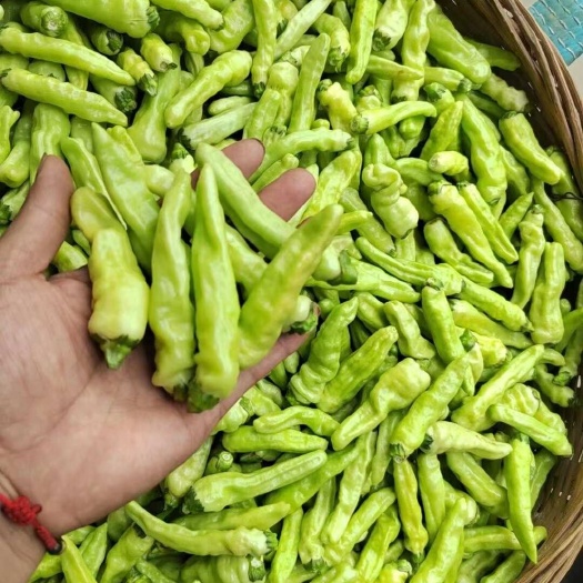 文山市白小米，青泡椒，