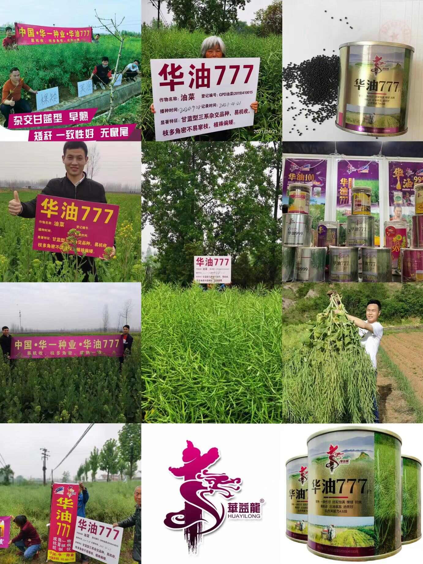 华油777油菜籽种子 甘蓝型杂交油菜种子