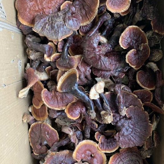 昆明西藏白肉白心灵芝