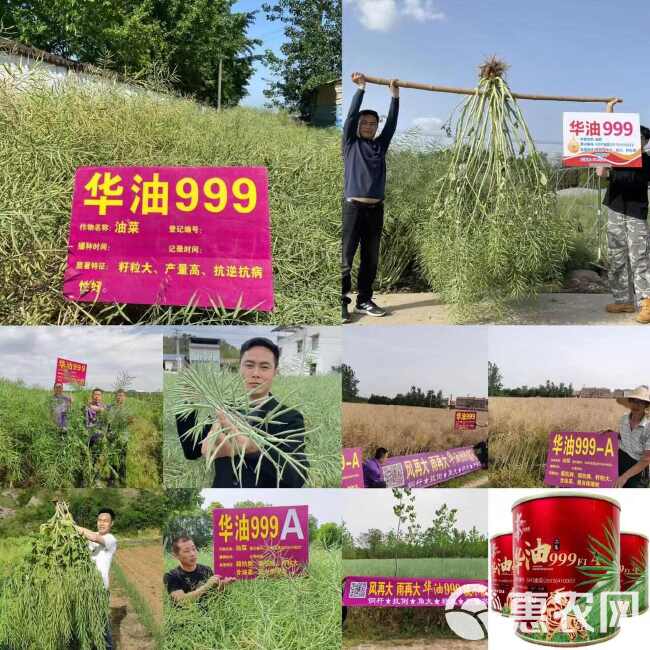 油菜籽种子华油999杂交油菜籽种子