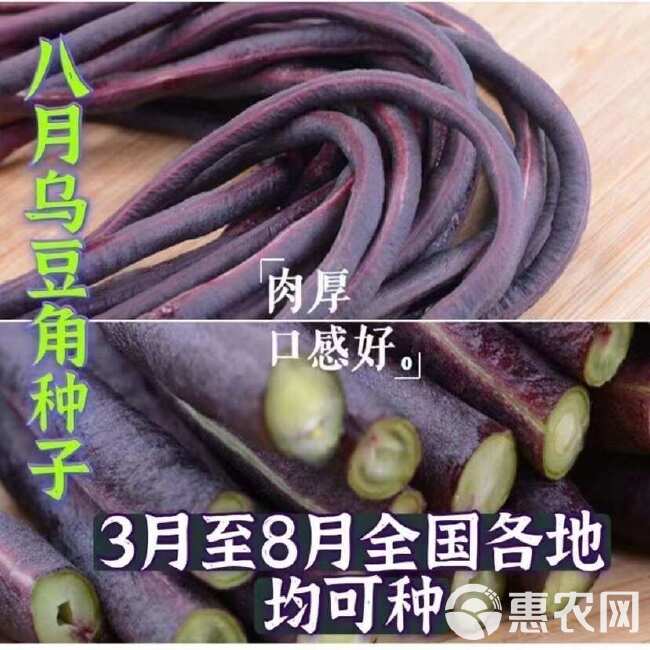 八月乌秋豆角种子紫红豇豆角春秋两用嘎嘎好吃农家老品种蔬菜籽