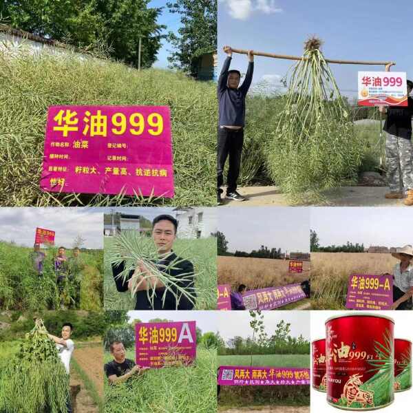 油菜籽种子华油999杂交油菜籽种子