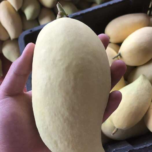 保山鹰嘴芒