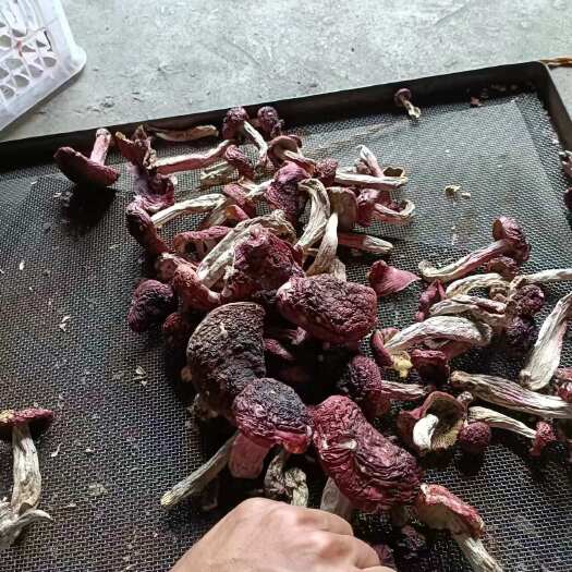 盈江县红菇干货