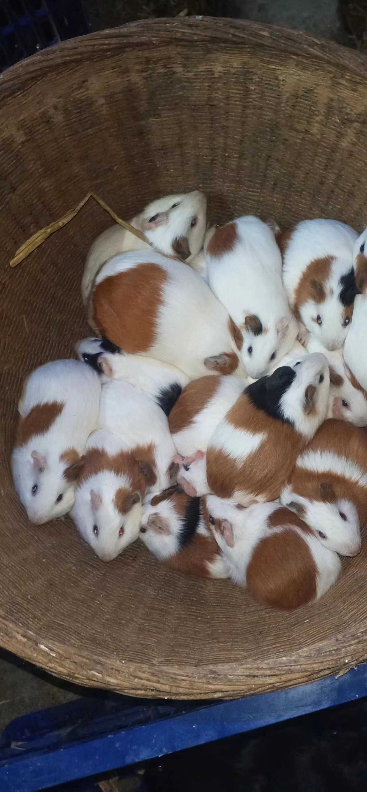 豚鼠荷兰鼠