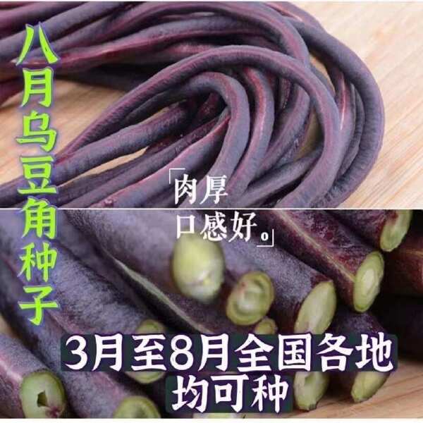 八月乌秋豆角种子紫红豇豆角春秋两用嘎嘎好吃农家老品种蔬菜籽