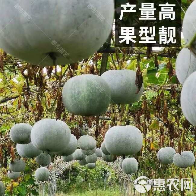 【香芋小冬瓜种子】芋头味生吃易种春夏秋四季播种好吃大田蔬菜籽