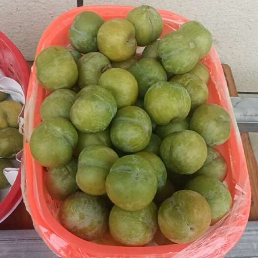 镇宁县源产地蜂糖李果.苗，果甜如蜂蜜，苗是产地一代嫁接苗，实生苗，