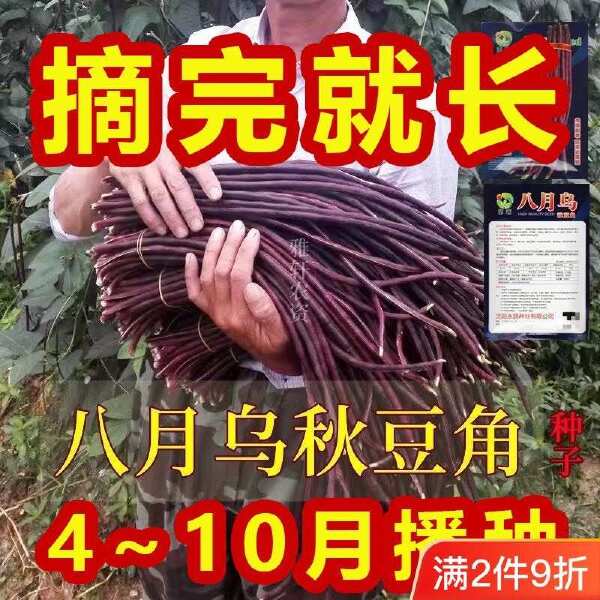 八月乌秋豆角种子紫红豇豆角春秋两用嘎嘎好吃农家老品种蔬菜籽