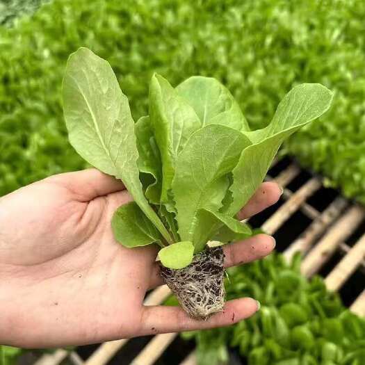 潍坊穴盘意大利生菜苗紫生菜苗