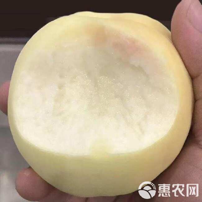 蒙阴白玉奶油白蜜桃脆甜爽口多汁新鲜包邮现摘现发整箱