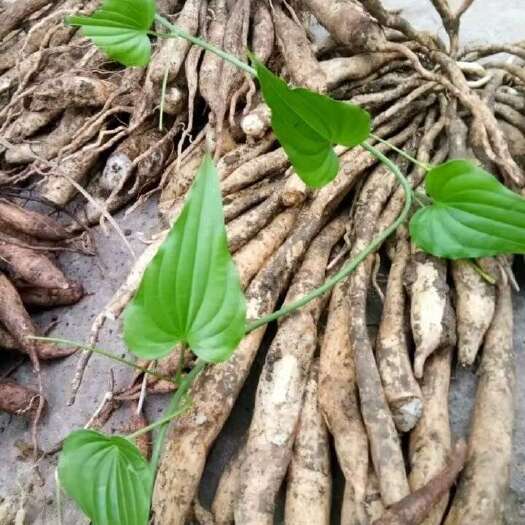 大姚县云南，大百部产地直发，量大价优，欢迎咨询