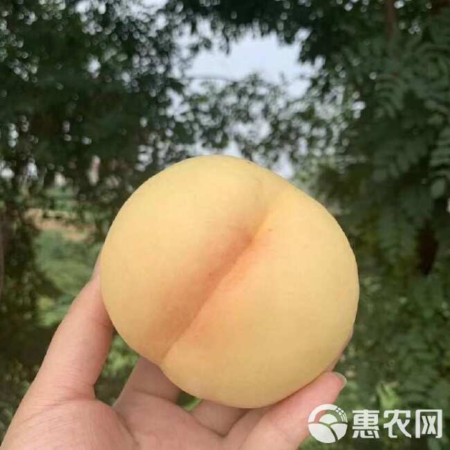 蒙阴白玉奶油白蜜桃脆甜爽口多汁新鲜包邮现摘现发整箱