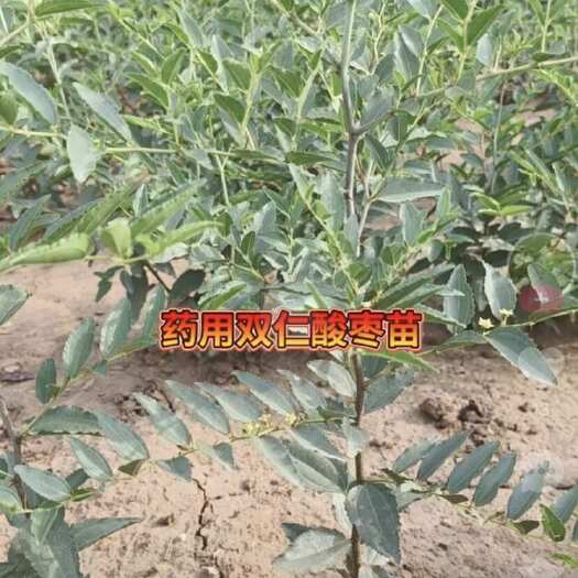 赞皇县酸枣苗现挖现发 挖机挖苗根系好