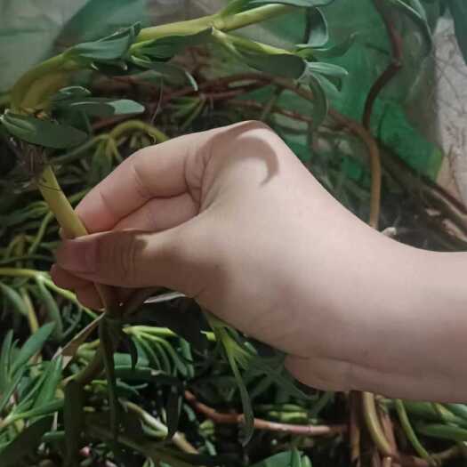 惠州海马齿