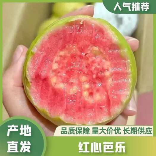 廉江市广东广西番石榴（芭乐）红心白心货源稳定常年供应，可一件代发