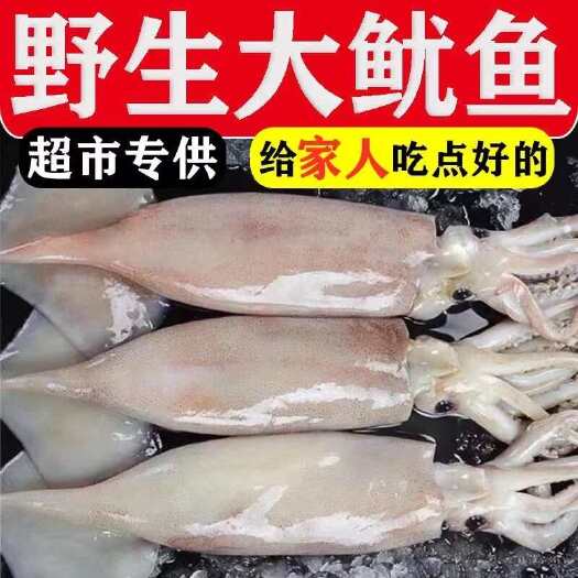 海捕大鱿鱼鲜活冷冻鱿鱼整只鲜鱿鱼八爪鱼乌贼烧烤食材