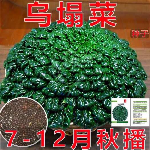 邵东市乌塌菜菜种子耐寒黄心乌塌菜籽菊花心乌塔菜种籽秋冬青菜蔬菜种孑