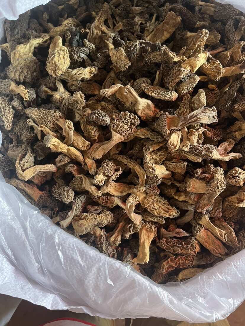 大别山野生羊肚菌 不野不要钱