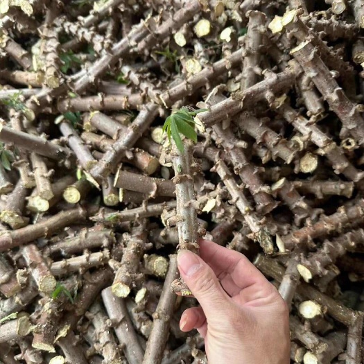 合浦县木薯种，木薯苗