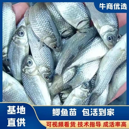 中科五号鲫鱼苗 热销鲫鱼苗基地直供包运输技术 支持送货到家